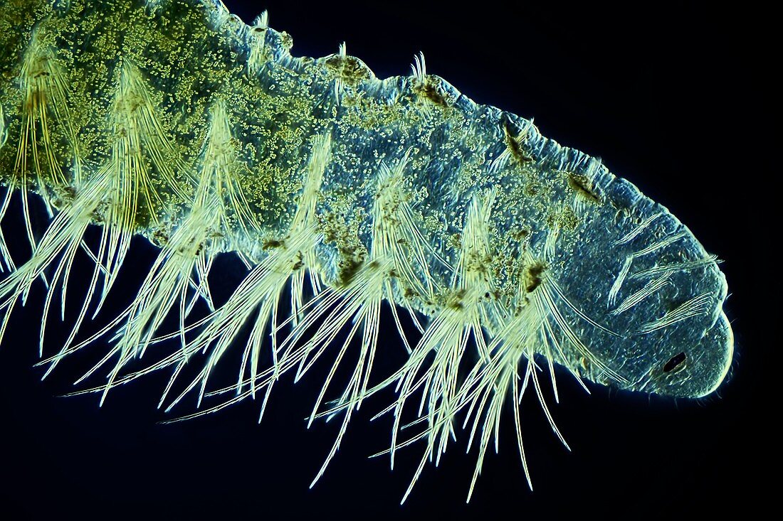 Bristle worm,light micrograph