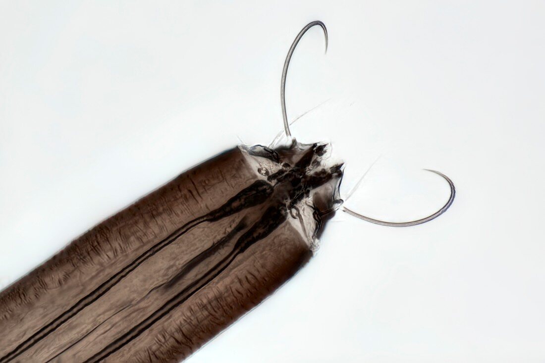 Mosquito larva,light micrograph