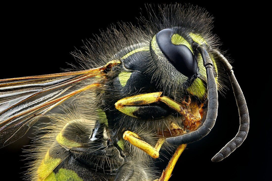 Wasp,light micrograph