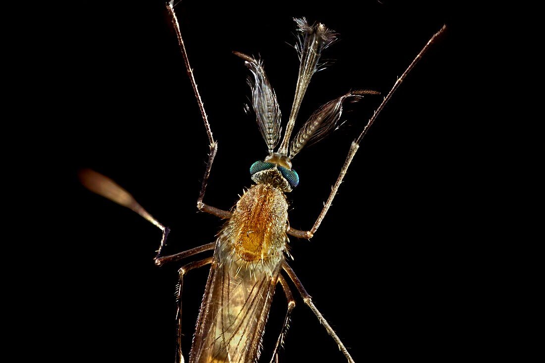 Mosquito,light micrograph