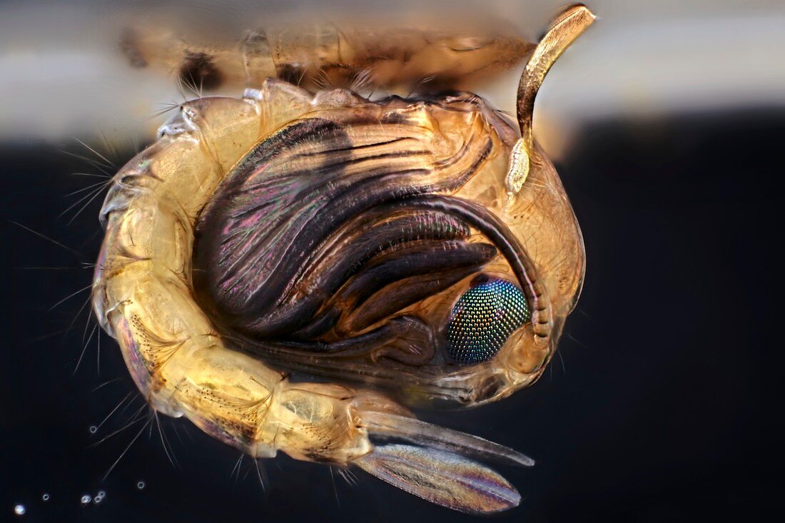 Mosquito pupa,light micrograph