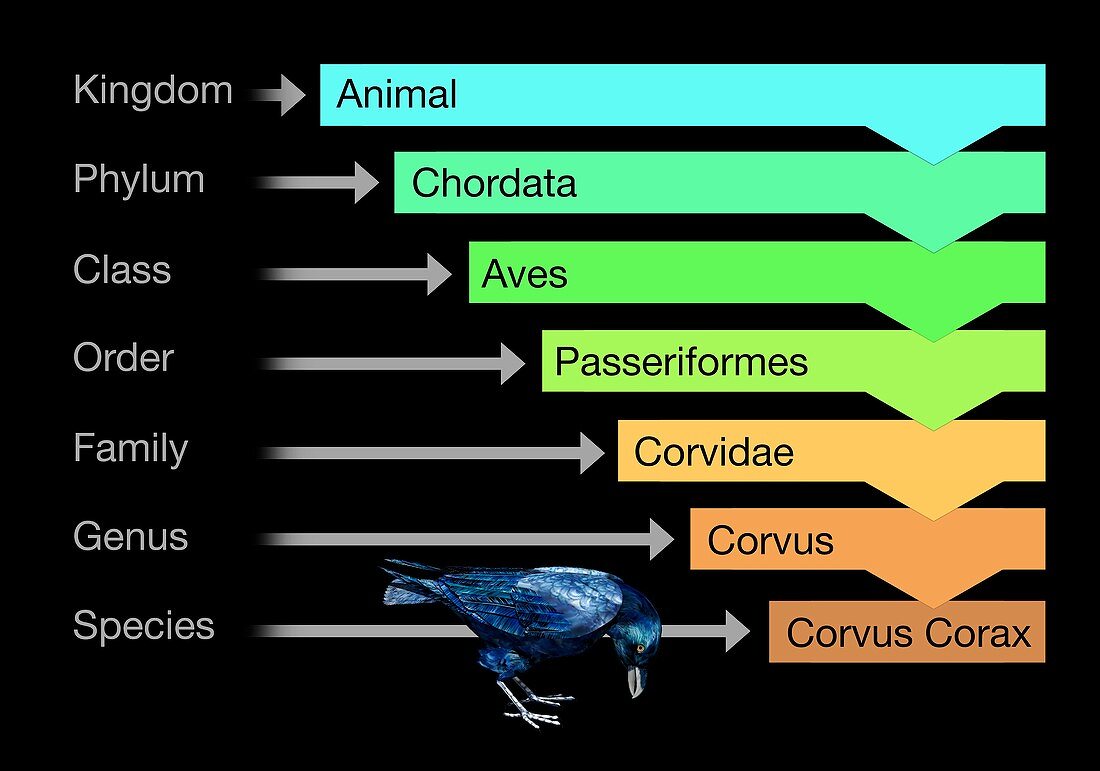 Biological classification,illustration