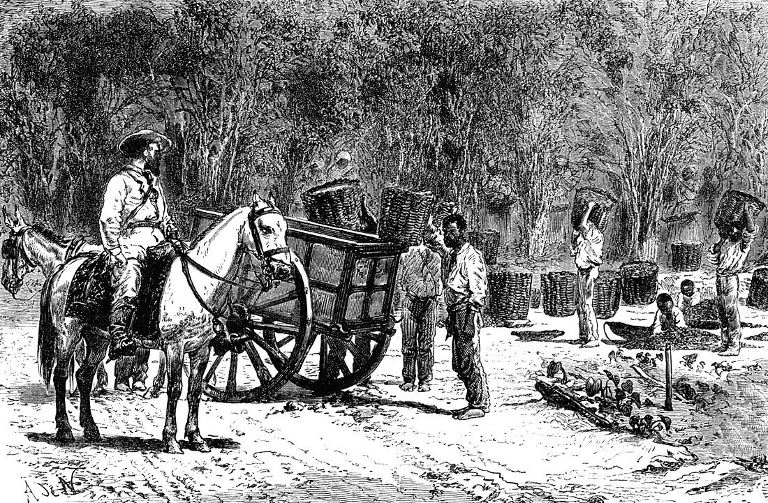 19th Century coffee harvest,Brazil