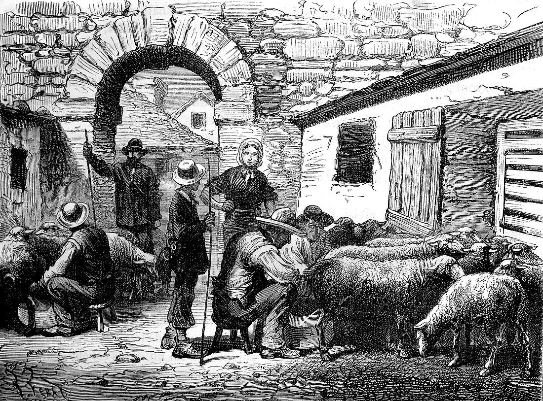 19th Century sheep farming,illustration