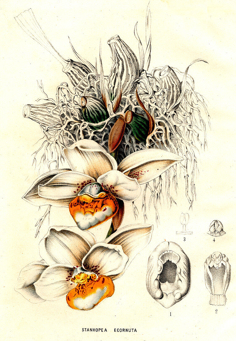 Stanhopea ecornuta orchid,illustration