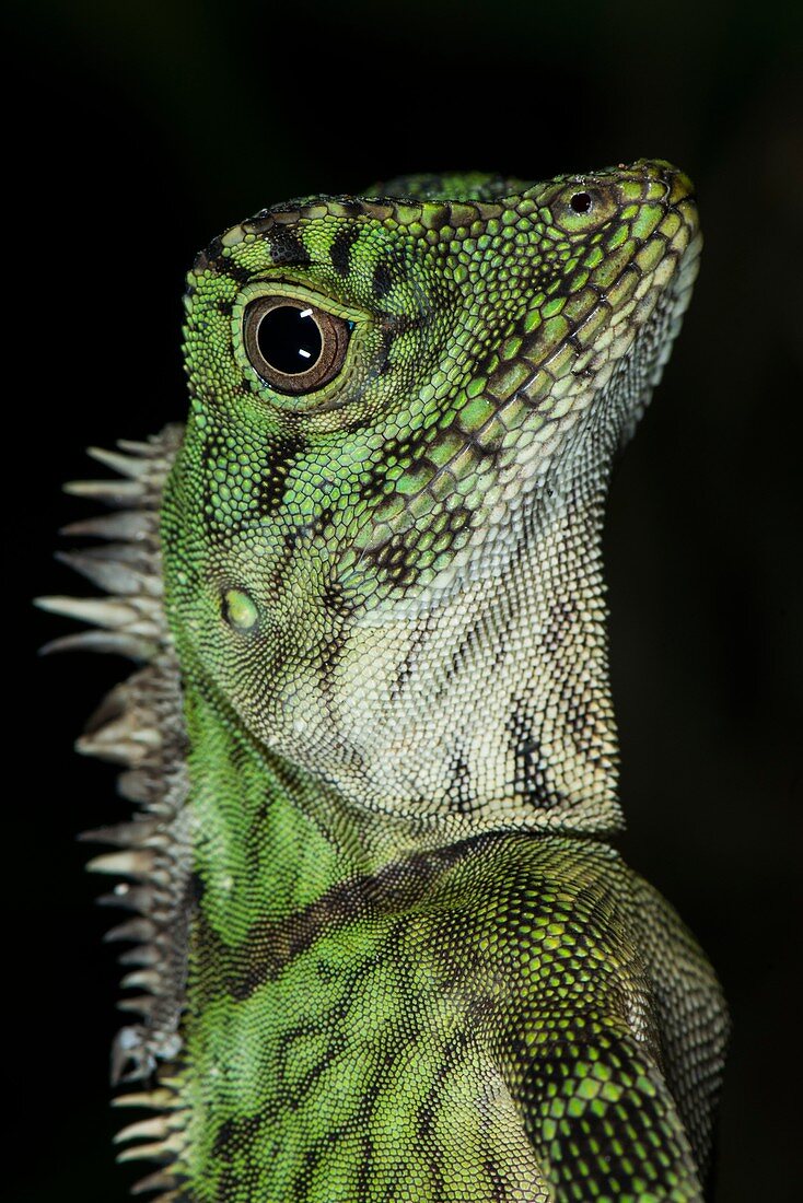 Bornean angle-headed lizard