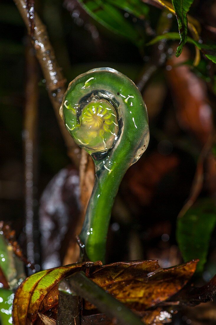 Young fern in protective slime