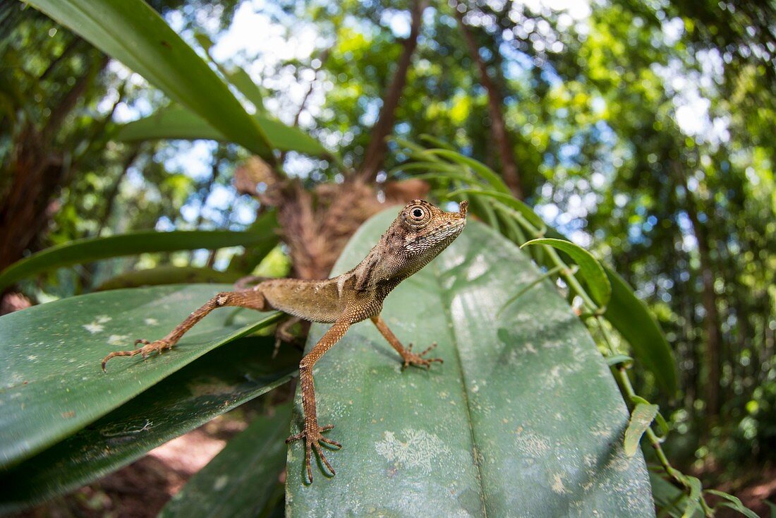 Agama lizard on leaf