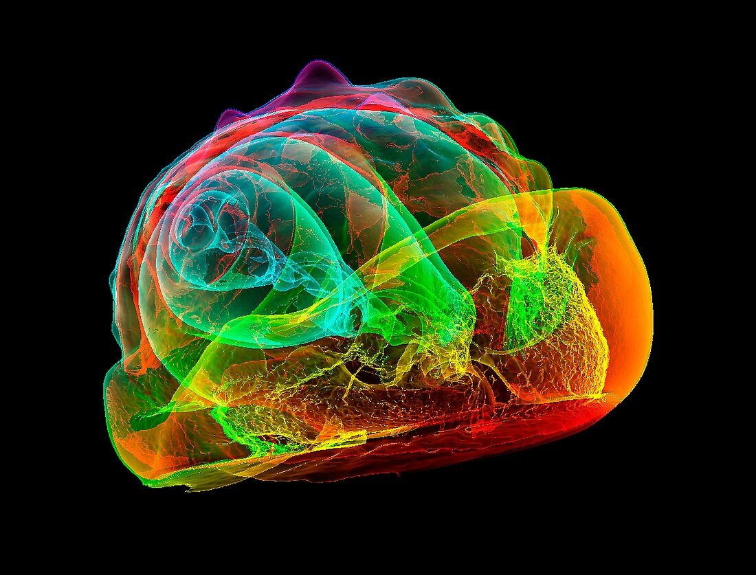 Flame helmet seashell,3D CT scan
