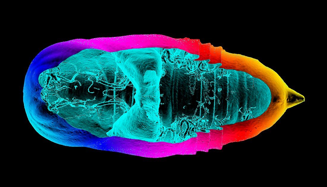 Tussock moth pupa,3D micro-CT scan