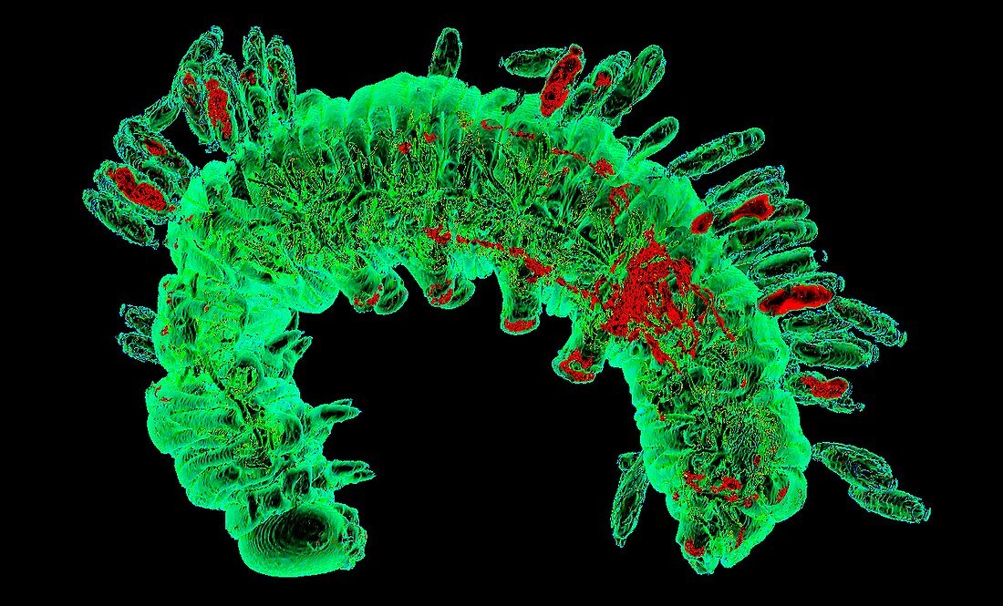 Parasitized silkworm,3D micro-CT scan