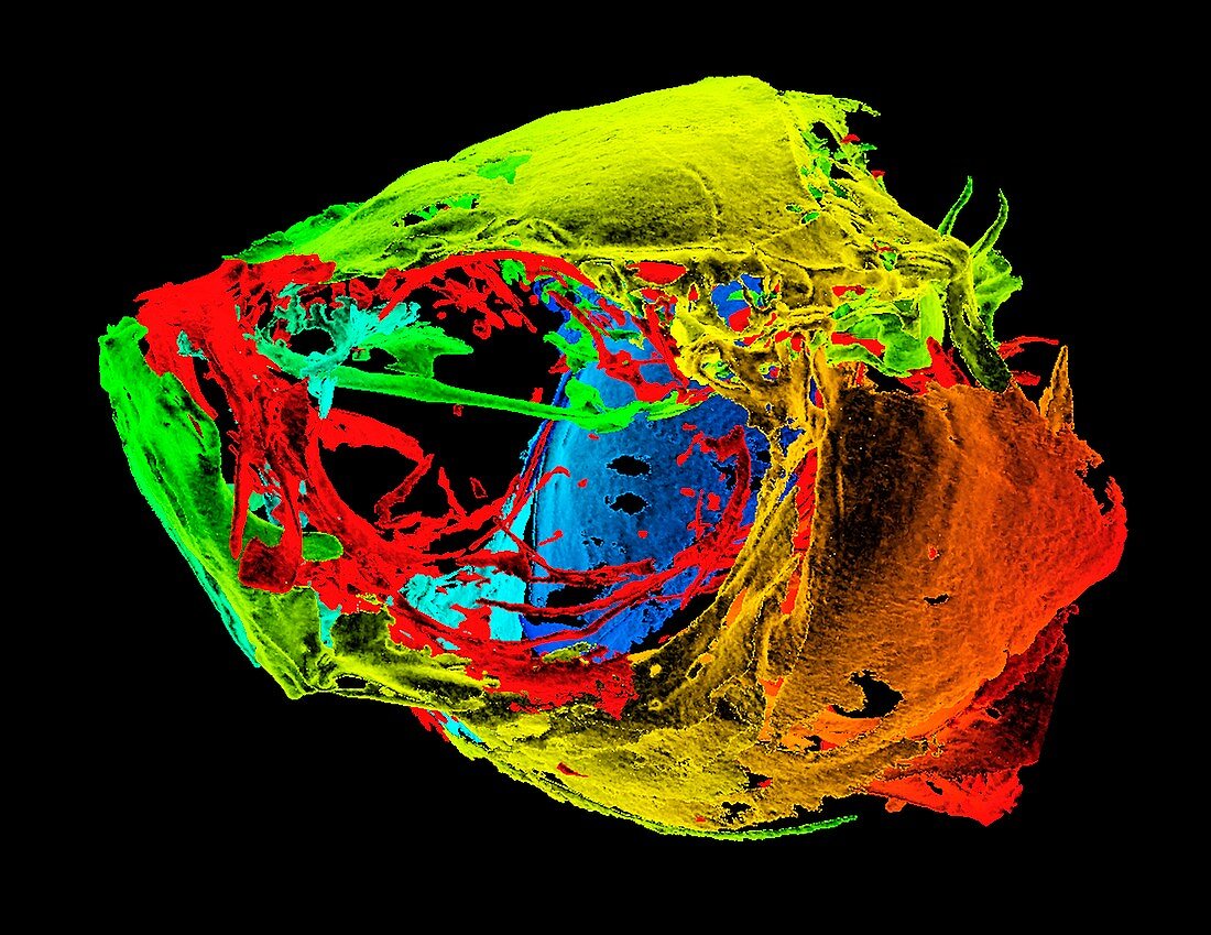 Zebrafish head,3D micro-CT scan