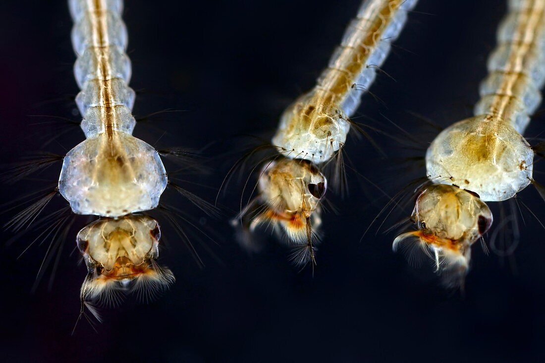 Mosquito larvae,light micrograph