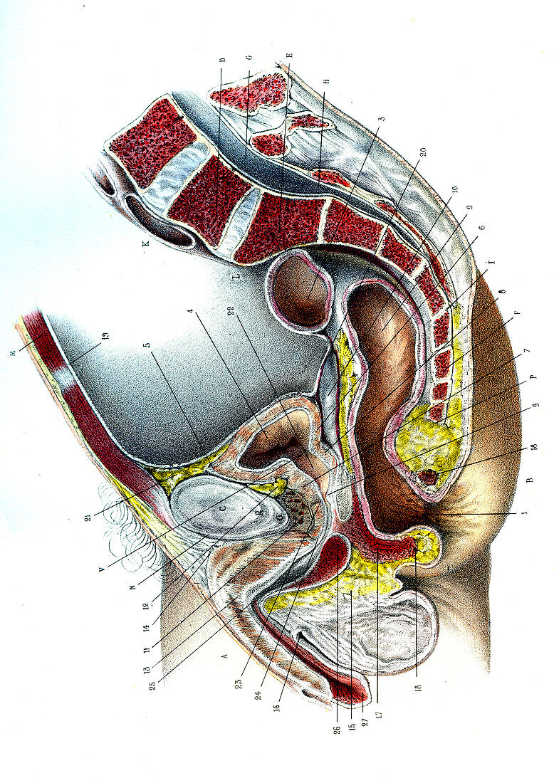 Female urogenital system,illustration