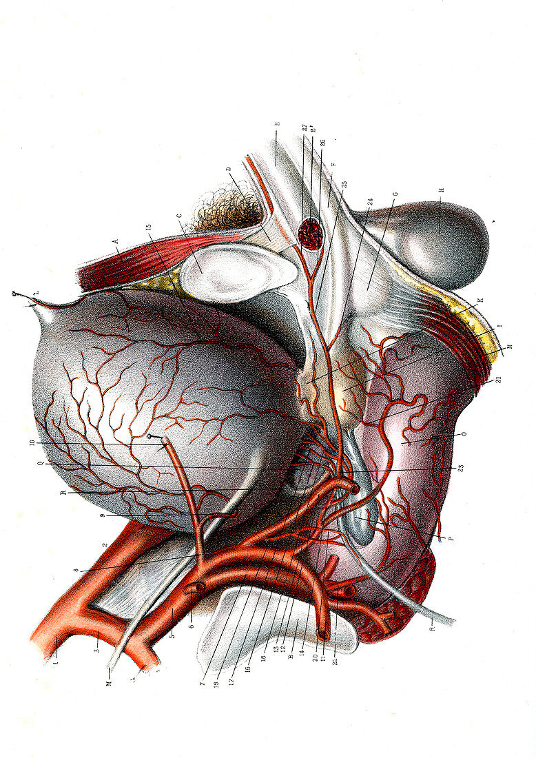 Male urogenital system,illustration