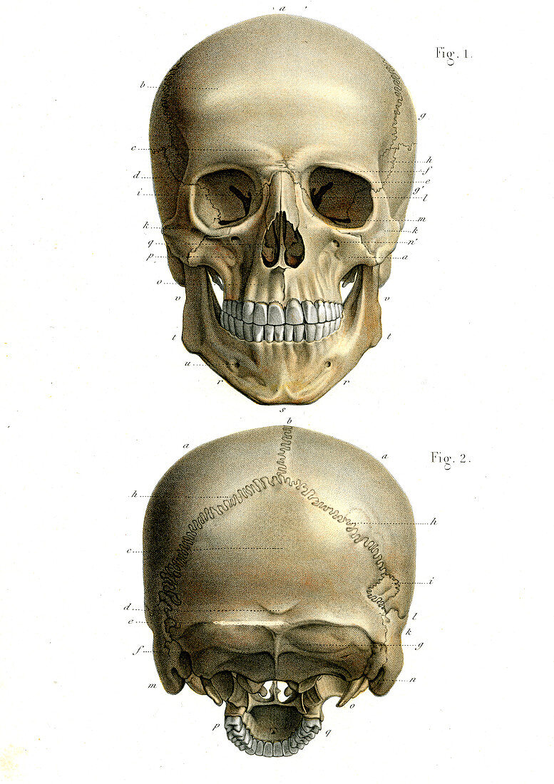 Human skull,19th Century illustration