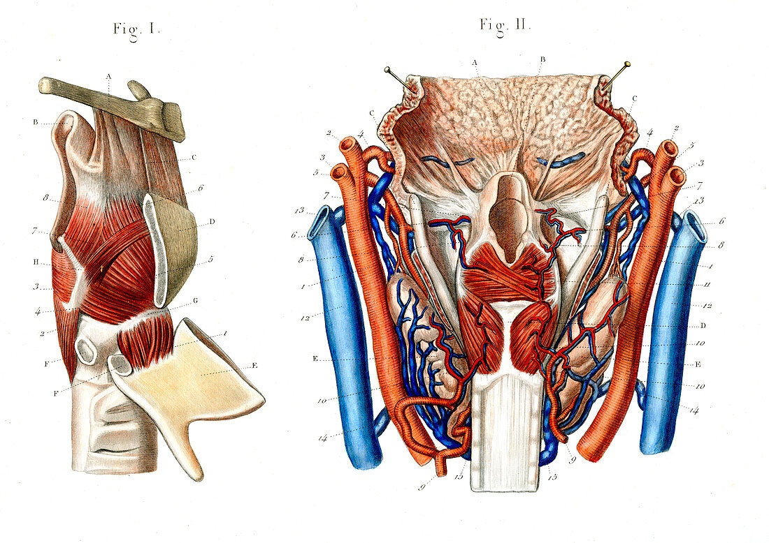 Voice box anatomy,illustration