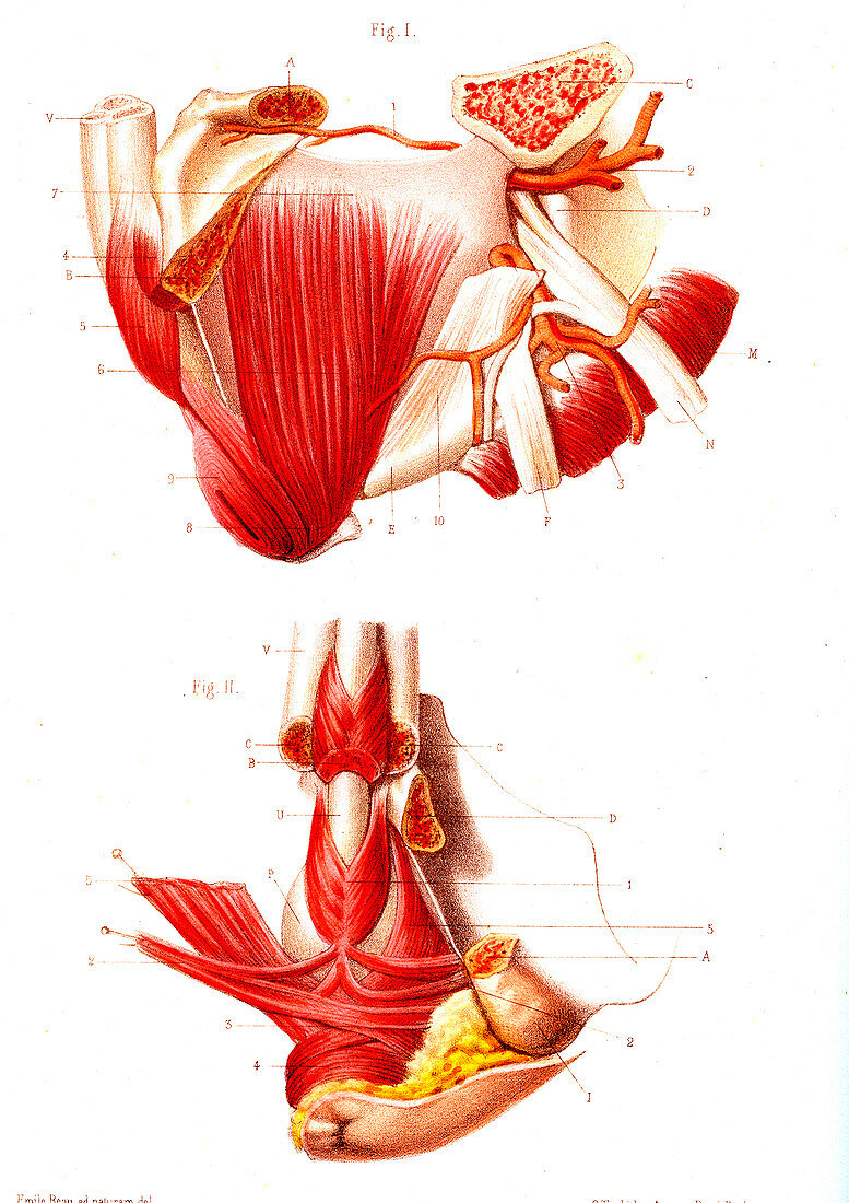 Muscles of the perineum,illustration