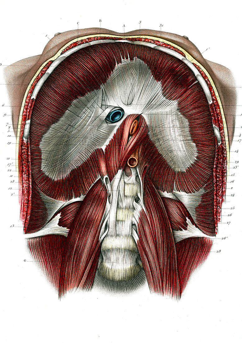 Diaphragm,19th Century illustration