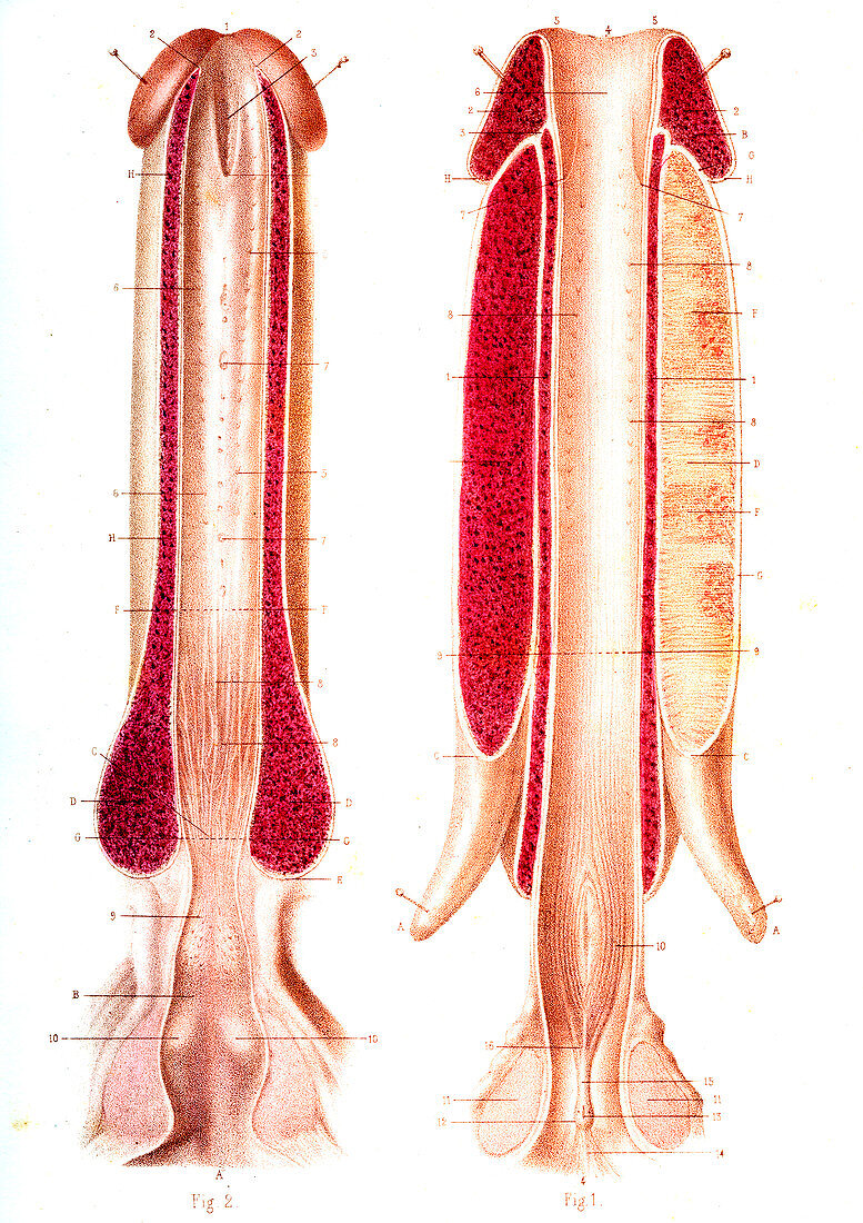 Penis anatomy,19th Century illustration