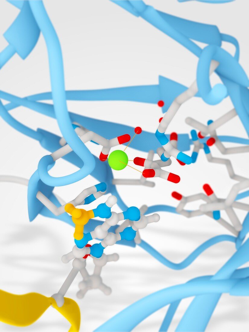 AlkB protein active site,illustration