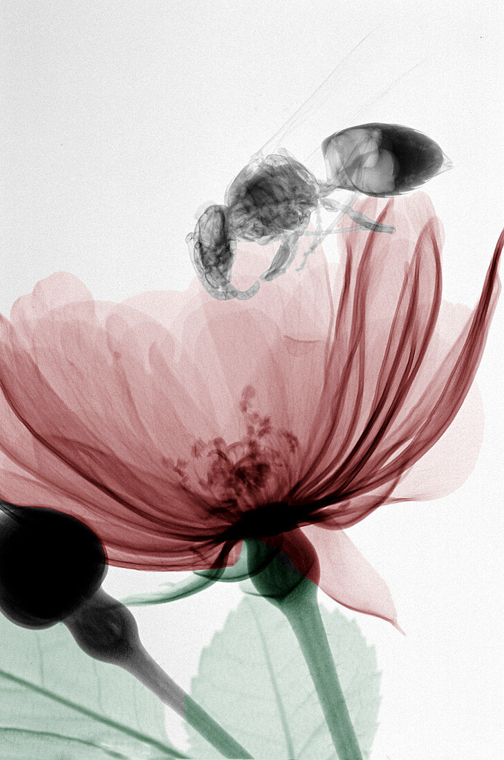 Wasp on a rose,X-ray