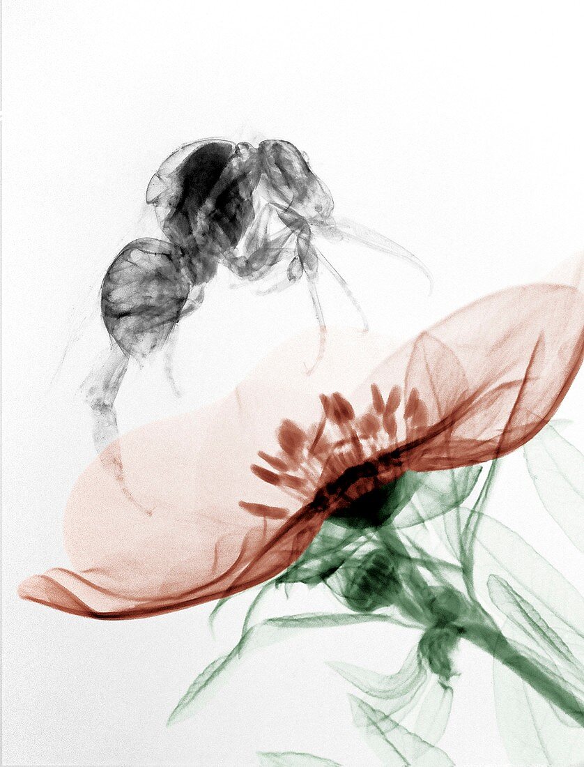 Bumblebee on a flower,X-ray