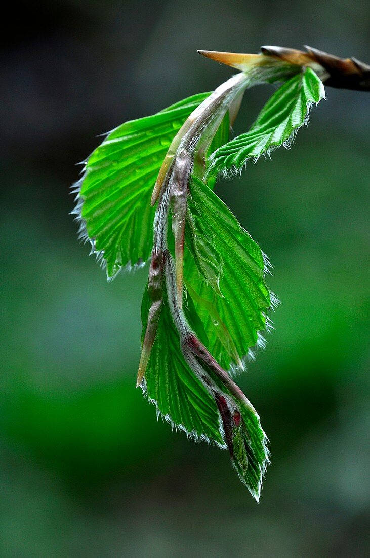 Beech leaves in spring