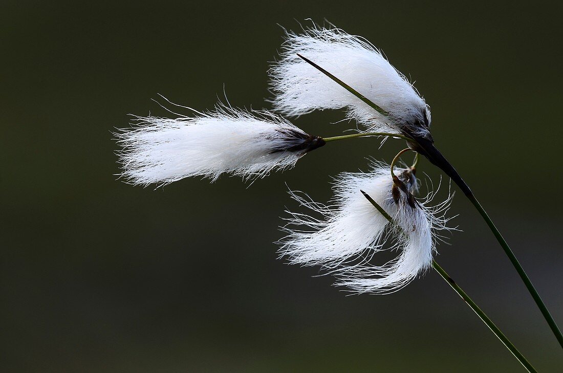 Common cottongrass seed heads