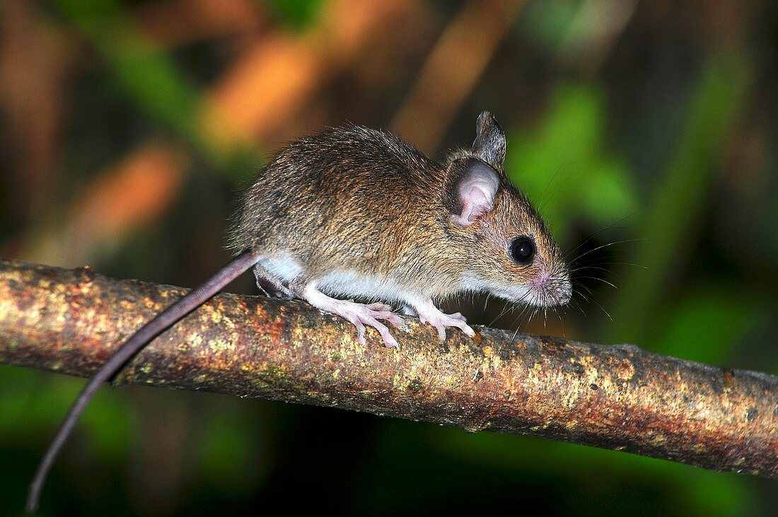 Juvenile wood mouse