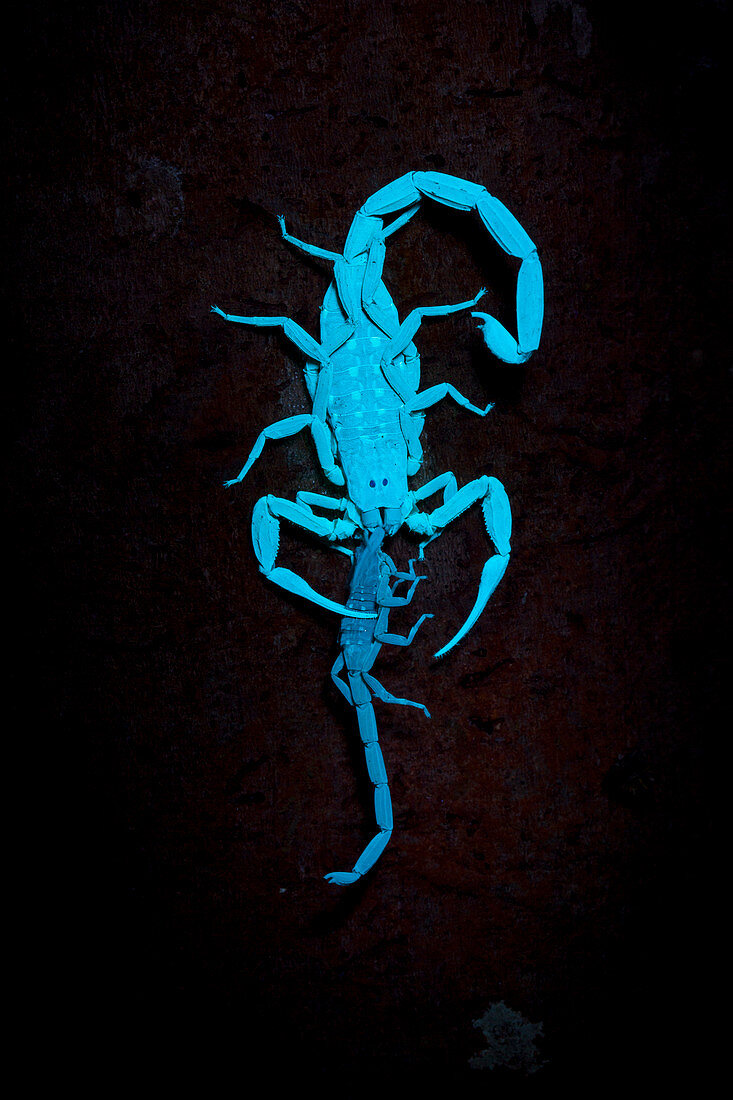 Scorpion feeding on prey,UV light