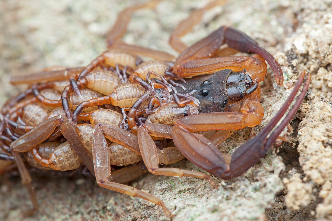 Scorpion with young