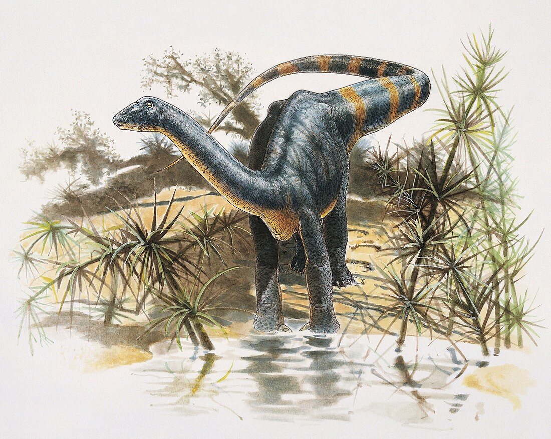 Magyarosaurus,illustration