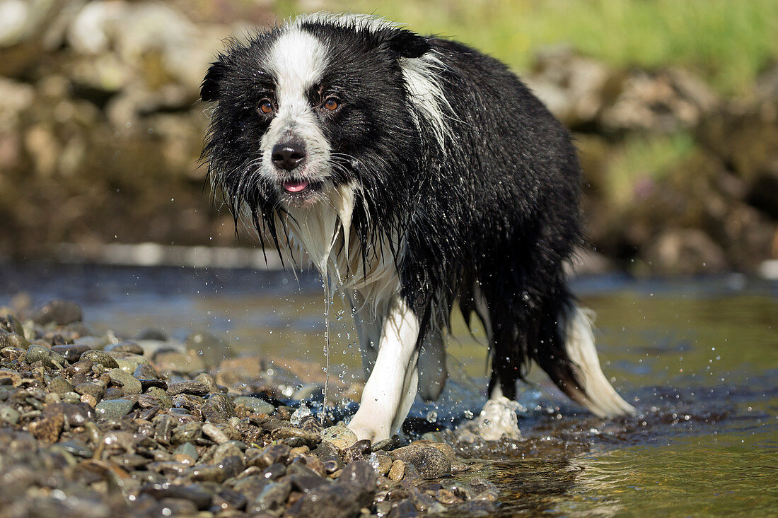 Border collie dripping wet after swimming
