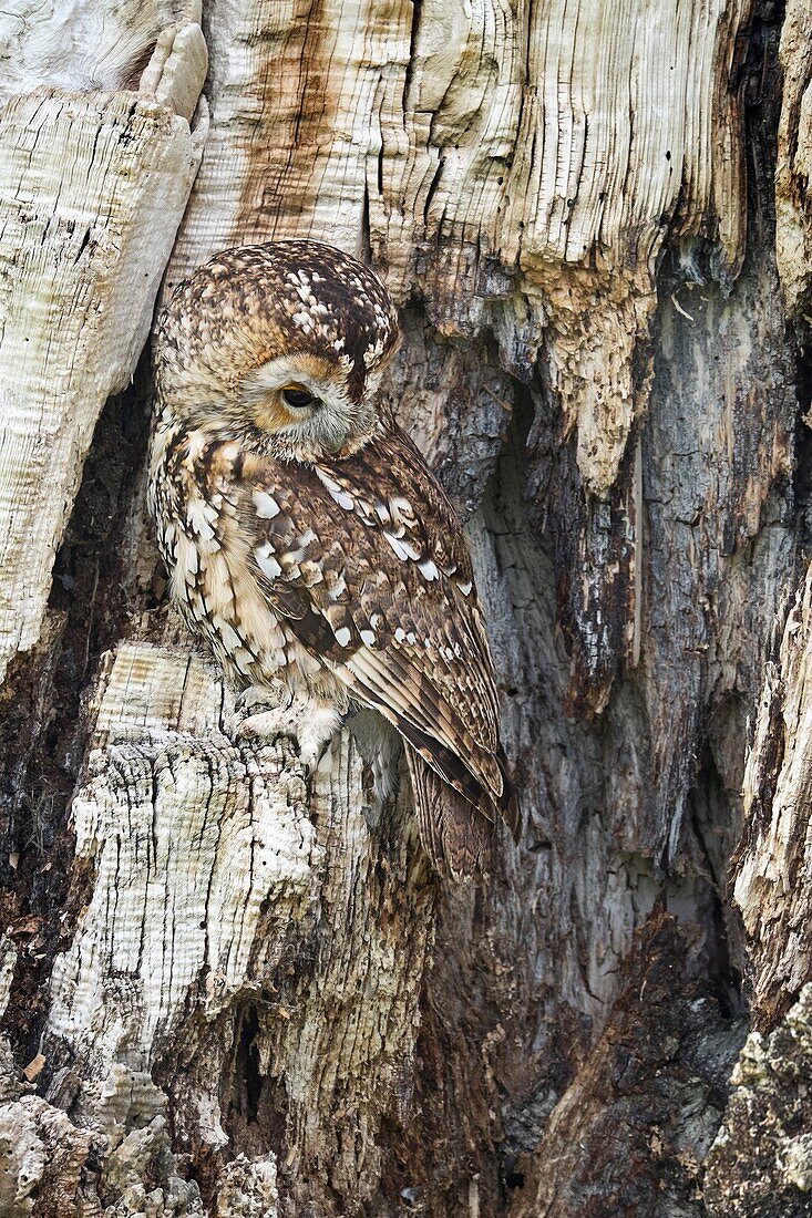 Tawny owl camouflaged in tree