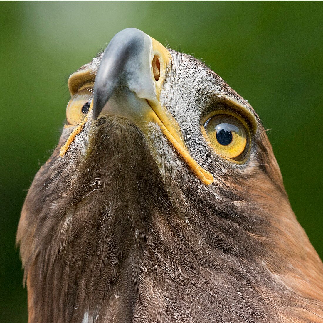 Golden eagle