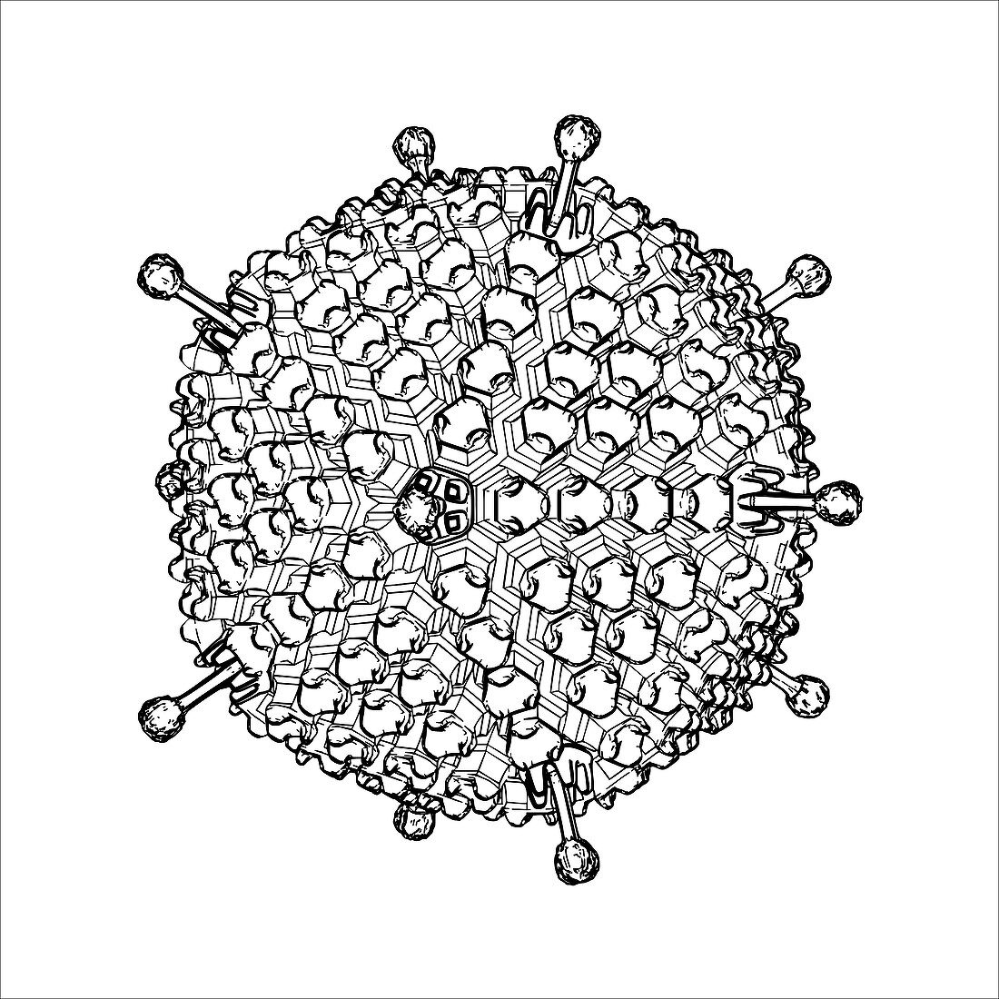 Adenovirus,illustration