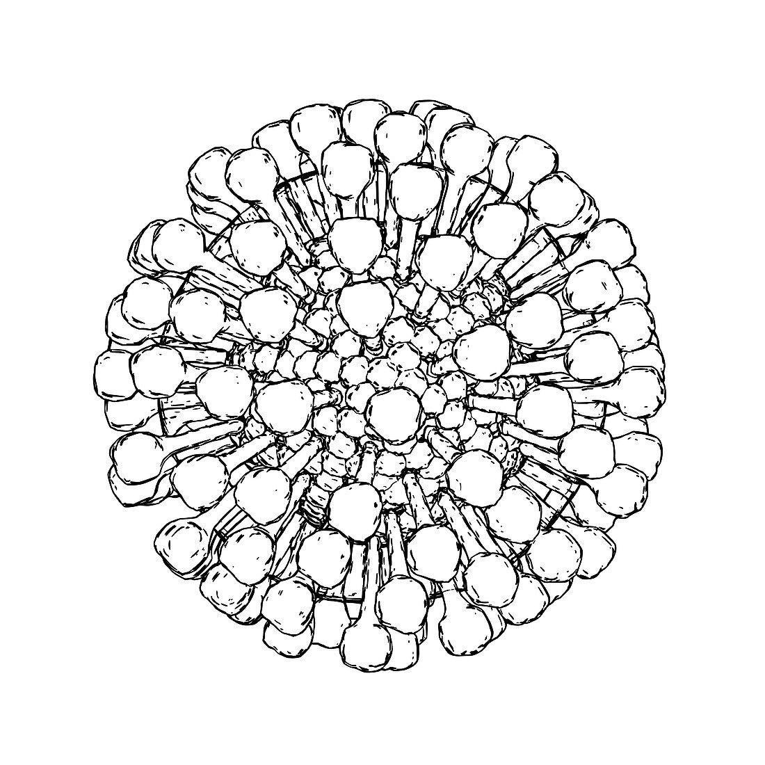 Lassa virus particle,illustration