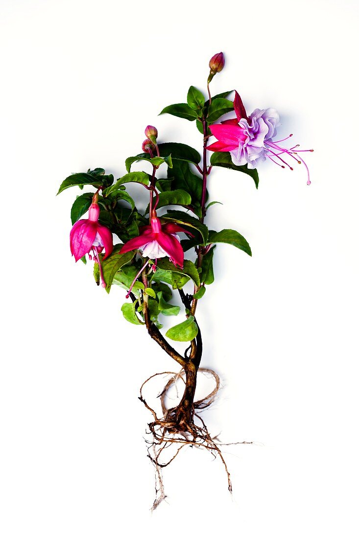 Fuchsia plant,flowers and root system