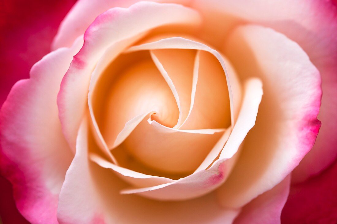 Rosa 'Nostalgia' flower