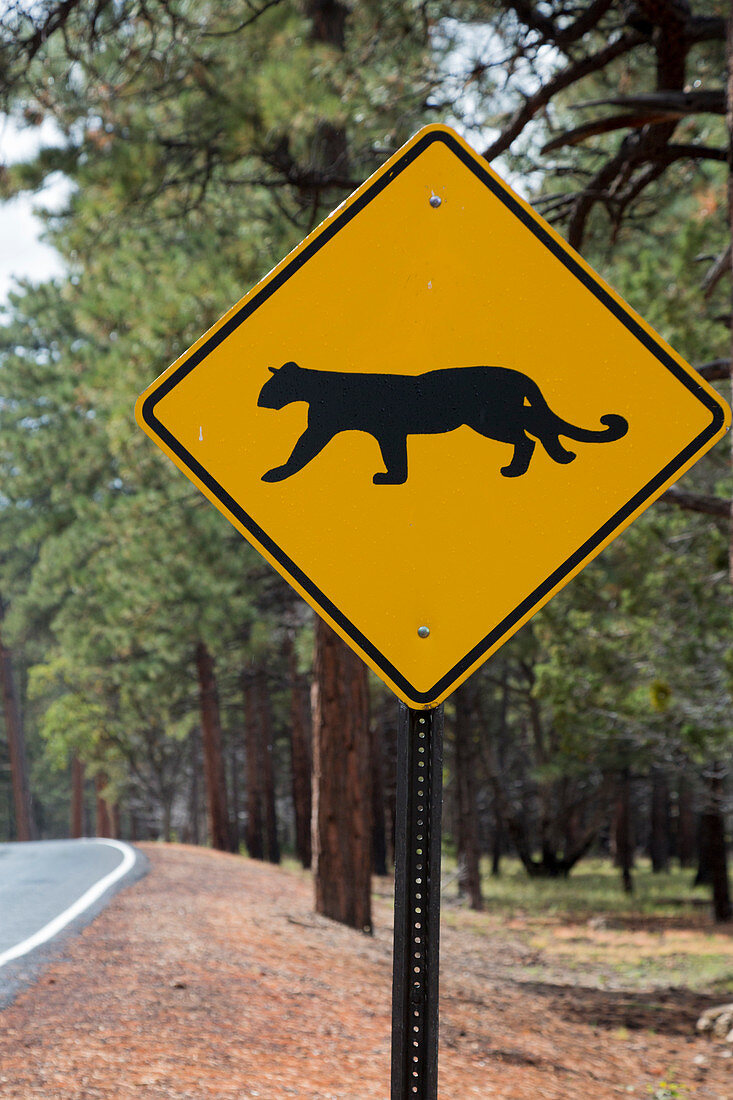 Mountain lion warning sign,Grand Canyon
