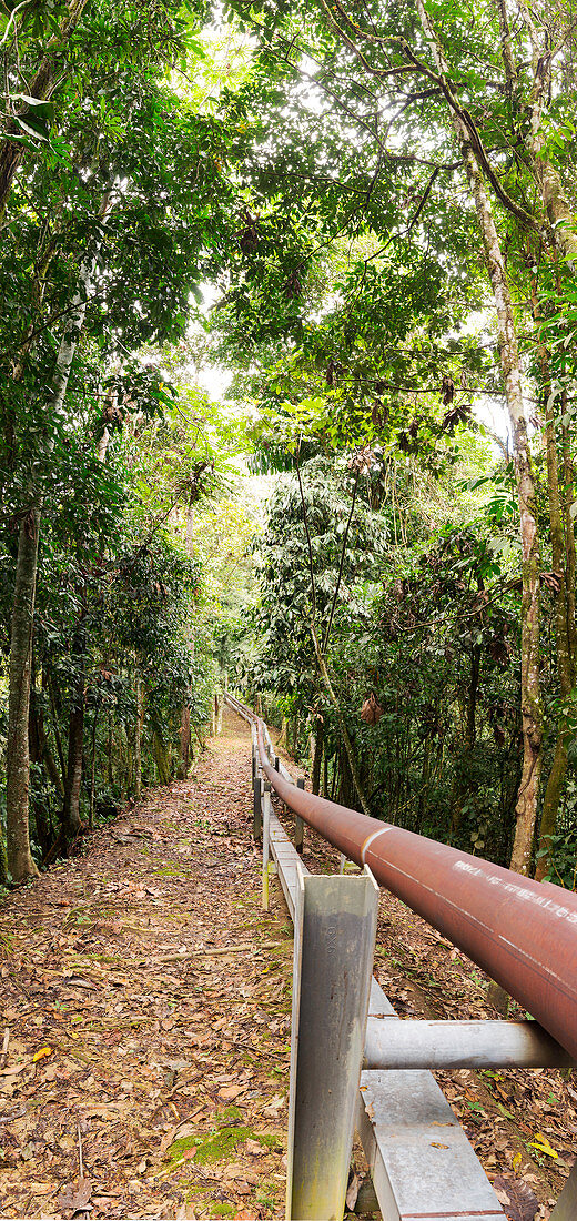 Oil pipeline in rainforest,Ecuador