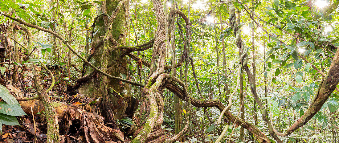 Rainforest lianas,Ecuador