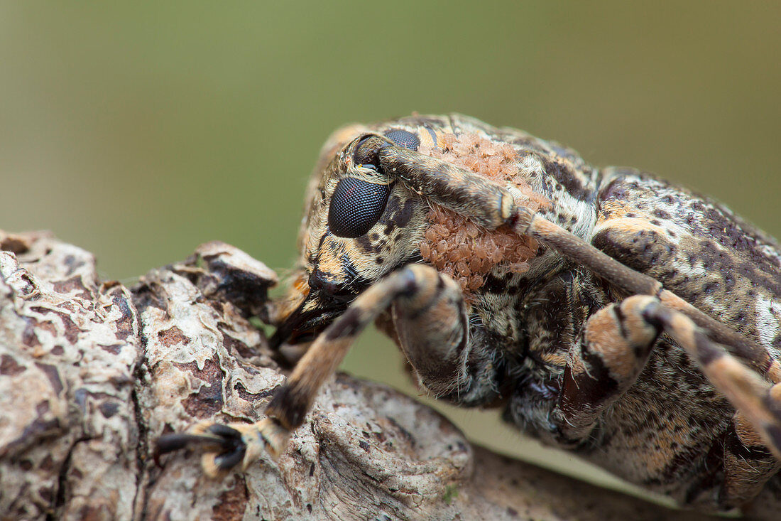 Longhorn beetle with mites