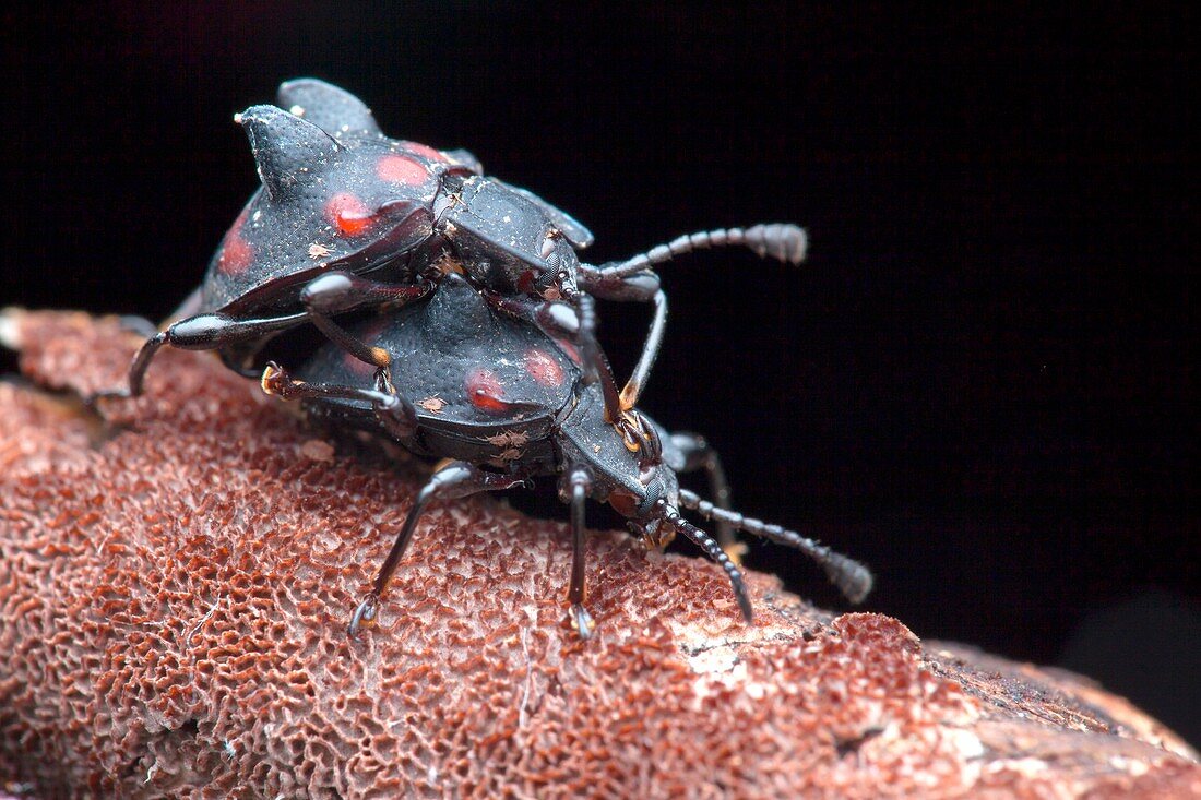 Handsome fungus beetles mating