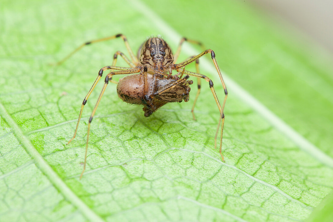 Spitting spider with prey