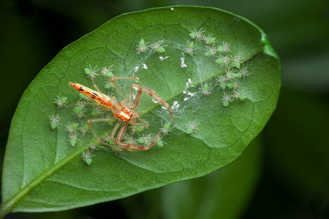 Wide-jawed Viciria spider with babies