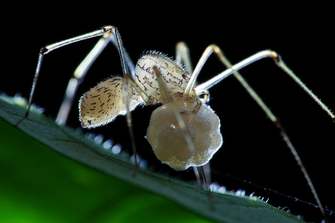 Spitting spider with egg sac