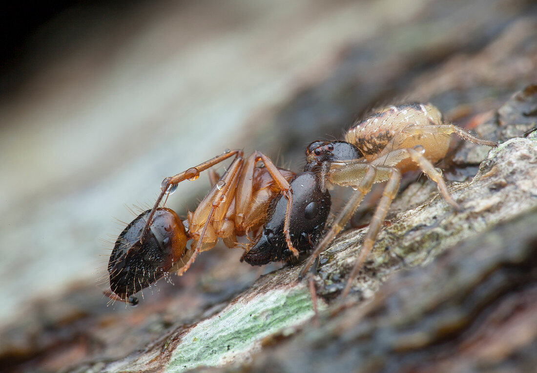 Spider with ant prey