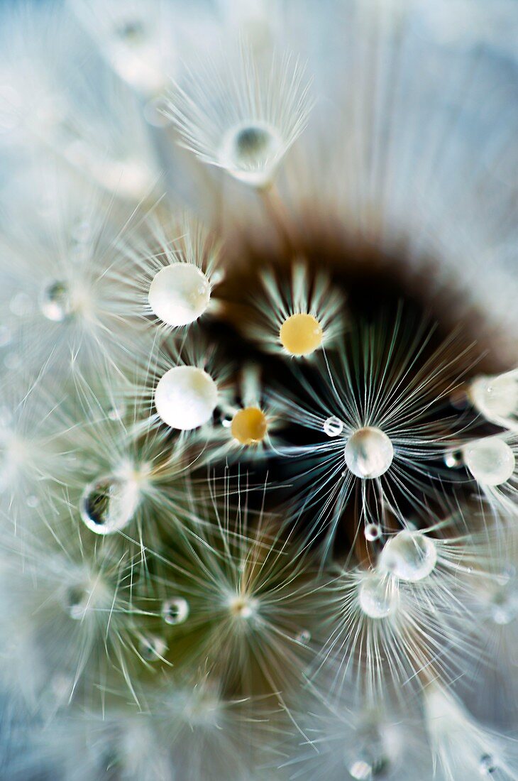 Water drops on dandelion seed head